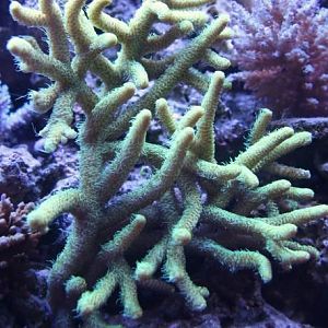 Millepora