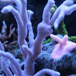 Monti Digitata ORA German Blue Polyp