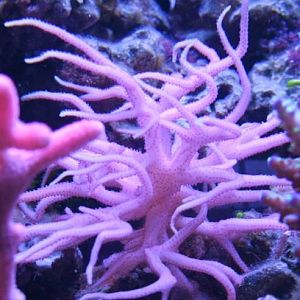 Hystrix Tubbs Purple Polyp