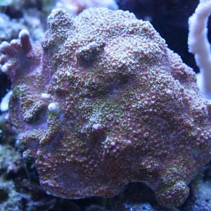 Aequituberculata Purple Pokerstar