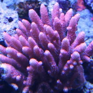 Millepora red and shimmering pink