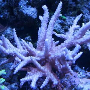 Staghorn Miami Orchid