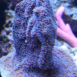 Montipora Purple Prince