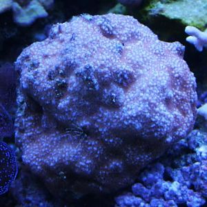 Aequituberculata Superman