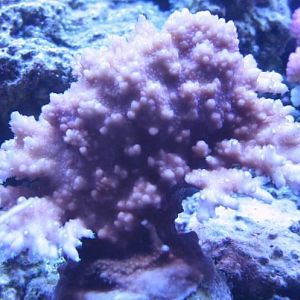 Soliteryensis Tabling