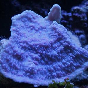 Mings Pink Polyp with blue base.