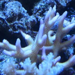 ORA Bird of Paradise