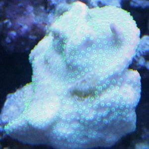 Sunset with Acro sting.