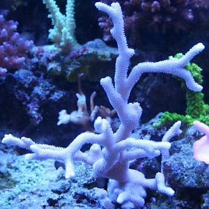 Digitata ORA German Blue Polyp