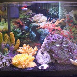 my little seahorse home