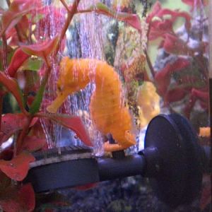 bride taking a bath 2