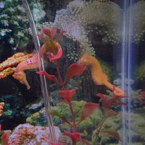 they really like the bubbles