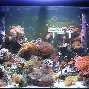 fish tank 017   Copy