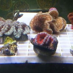 fish tank 016   Copy