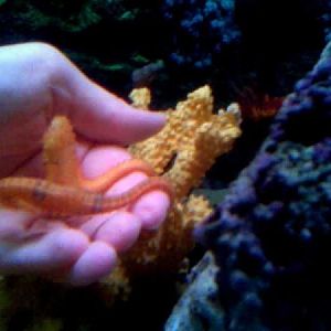 stormy and bride at breakfast 3