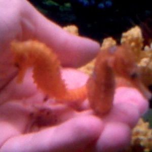 stormy and bride at breakfast 7