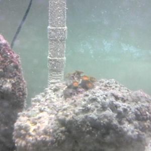 The Zoa's that got me started.