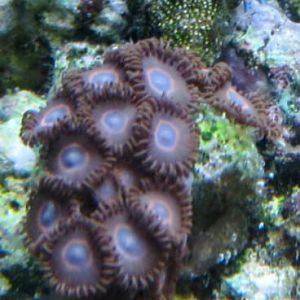 Zoas and Hermit