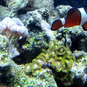Zoas and Candies
Misbar Clown