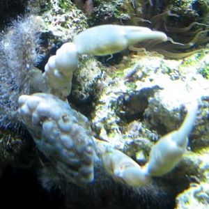 Emerald and (ewww a Glass Nem!)