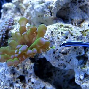 Goby and Frogspawn