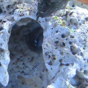 Hidden Goby