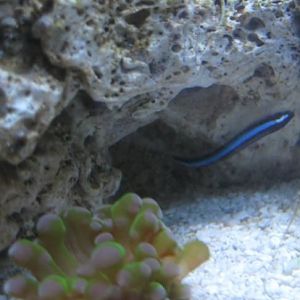 Frogspawn Previous Placement