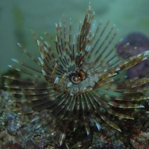 Feather Duster (got from Becky for helping cleanup her first tank inflicted house flood)