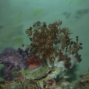 New GSP and Pulsing Xenia