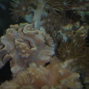 Pulsing Xenia & Leather