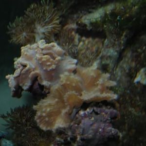 These 3 are on the same rock, got from someone Nov '09