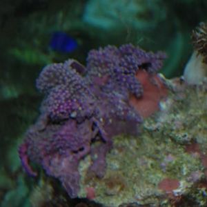 IDK why this wouldn't open.