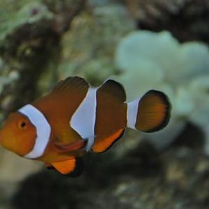 We let Ella name the fish so of course - this is Nemo. He's a bit odd... has never played in the car