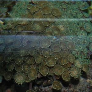 Top view of Zoa colony