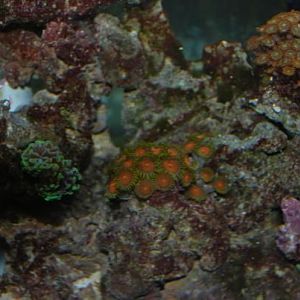 The zoa's that started it all for me... almost a year later.