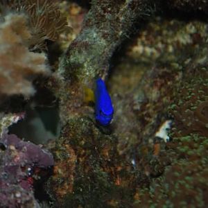 Chester looks sooo angry (we told Ella he was a tester fish - she heard Chester)