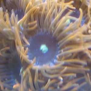 Zoa from Flip-N-Pets