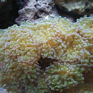 Frogspawn from Flip-N-Pets