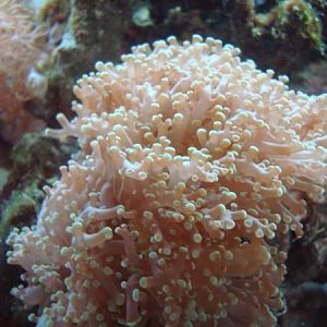 Ella's Point Of View.