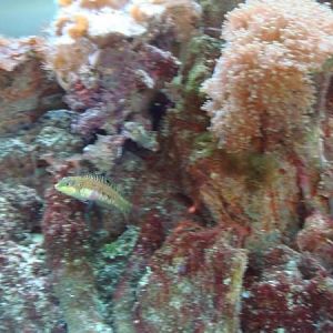 The ONLY pic I could get of Becky fish. (Pink Belly Wrasse)