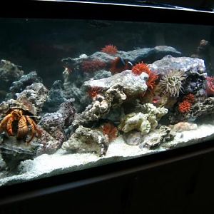 55 gallon anemone tank.