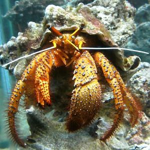 Monster Hermit crab