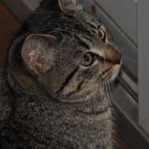 twins (Thing 1 and Thing 2) $20 each