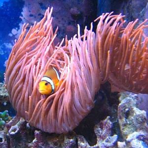 Anemone RBTA MNPilot 01 09