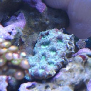 Australian Choc Chip Cnidaria HarMar 09 2009