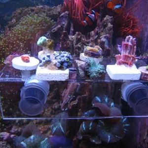 DIY Frag Rack 11 27 09