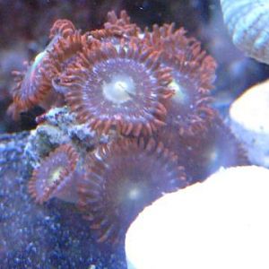 Fire&Ice DGrigor 11 28 09