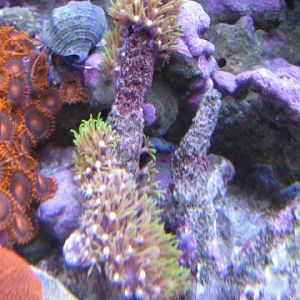 Flowerpot Original Maria 11 2008