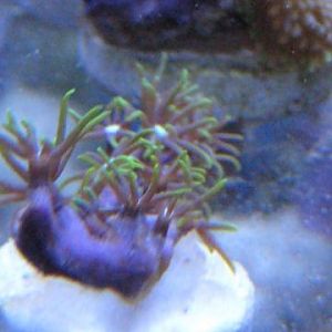 Star Polyp Green SWE 11 27 09