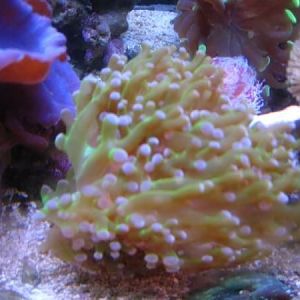 Frogspawn Shadowz40 01 2009